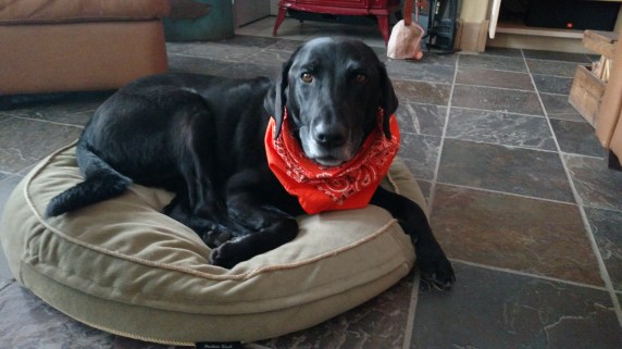 IMG_20151109_134832458