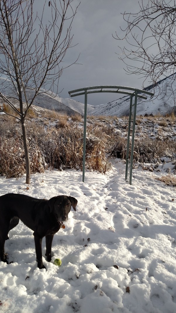 IMG_20151110_084226490